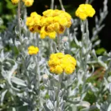 Chrysocephalum Yellow Buttons Lpochrybu - Garden Express Australia