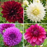 Collection Coldahgi2 Dahlia Giant Collection 2 - Garden Express Australia