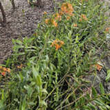 Crucifix Orchid- Orange