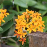 Crucifix Orchid Orange Pkcruorc - Garden Express Australia