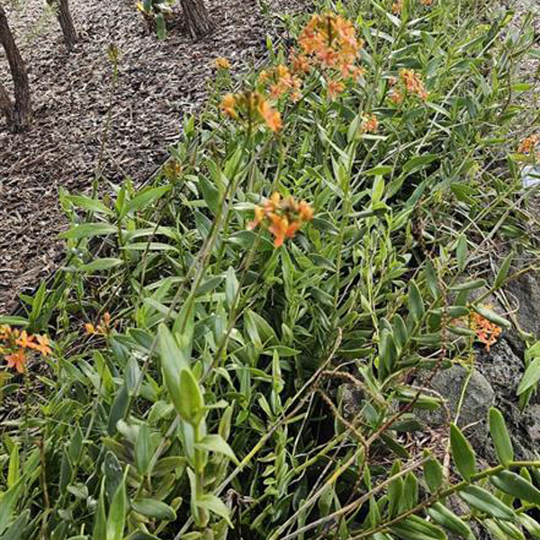 Crucifix Orchid- Orange
