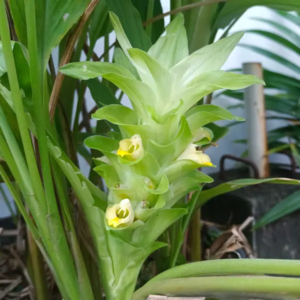 Curcuma Longa- Turmeric