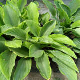Curcuma Longa- Turmeric