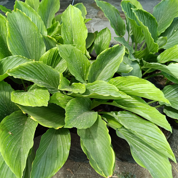 Curcuma Longa- Turmeric