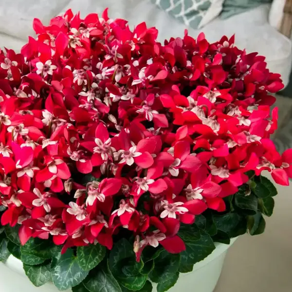 Cyclamen Dijx Red