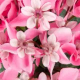 Cyclamen Dijx Salmon With Eye P12cycdsy - Garden Express Australia