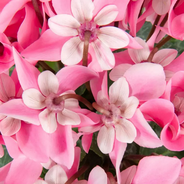 Cyclamen Dijx Salmon With Eye