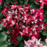 Cyclamen Dijx Wine Red P12cycdwr - Garden Express Australia