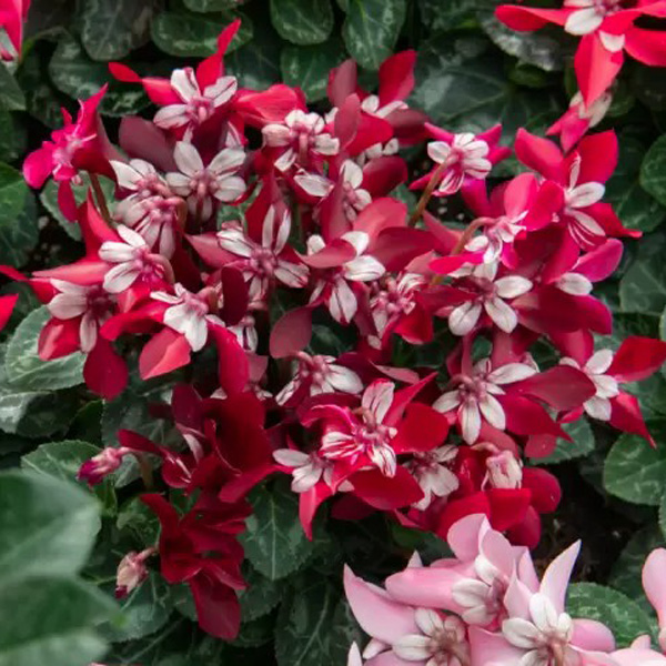 Cyclamen Dijx Wine Red