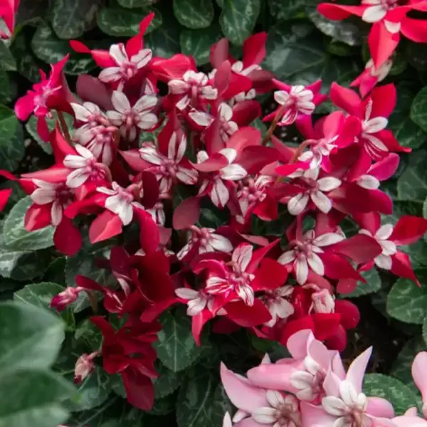 Cyclamen Dijx Wine Red Cyclamen Dijx Wine Red