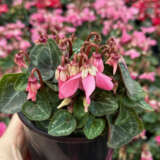Cyclamen Dijx Salmon With Eye