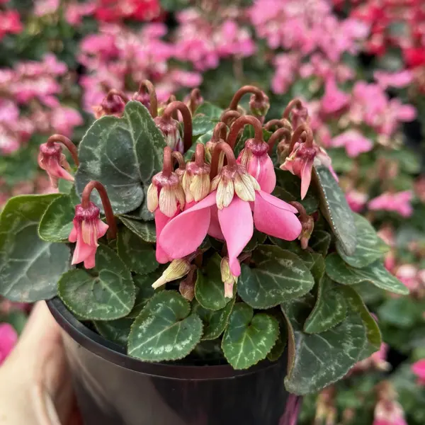 Cyclamen Dijx Salmon With Eye Cyclamen Dijx Salmon With Eye