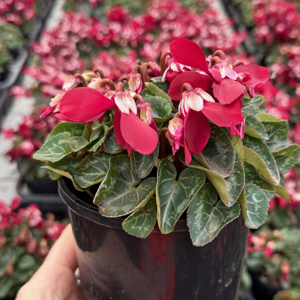 Cyclamen Dijx Wine Red