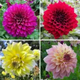 Dahlia Giant Col2 2025 Coldahgi2 - Garden Express Australia