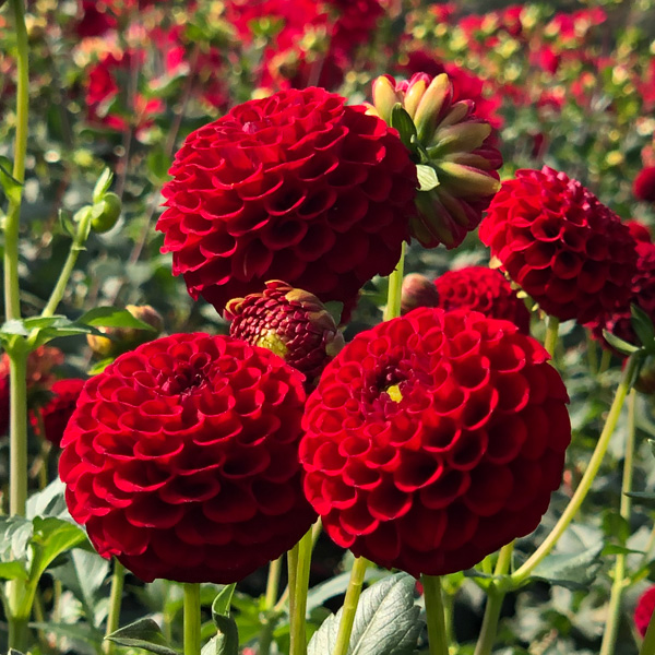Dahlia Red Willow