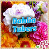 Dahlia Tubers 2025