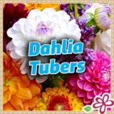Dahlias 2026