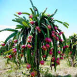 Dragon Fruit – Guatemala Red