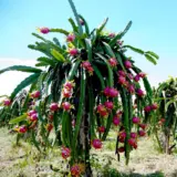Dragon Fruit – Guatemala Red Dragon Fruit – Guatemala Red