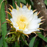 Dragon Fruit – Guatemala Red