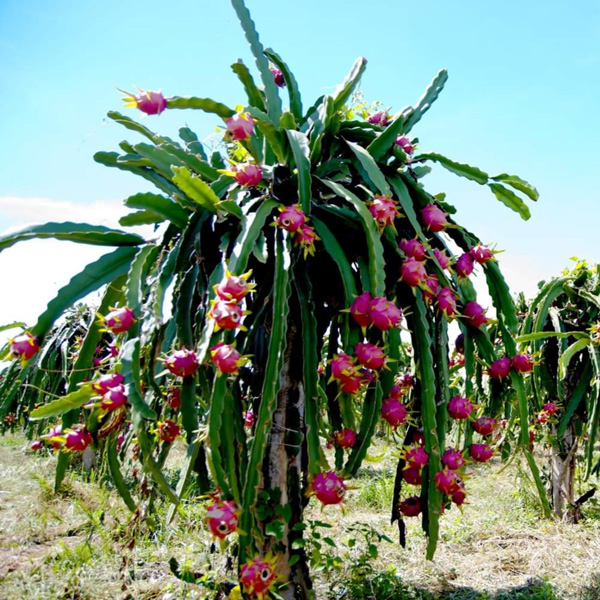 Dragon Fruit – Guatemala Red