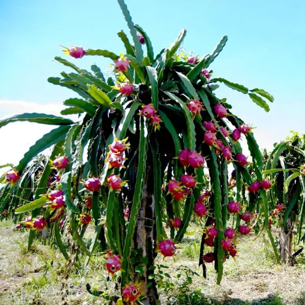Dragon Fruit – Guatemala Red Dragon Fruit – Guatemala Red