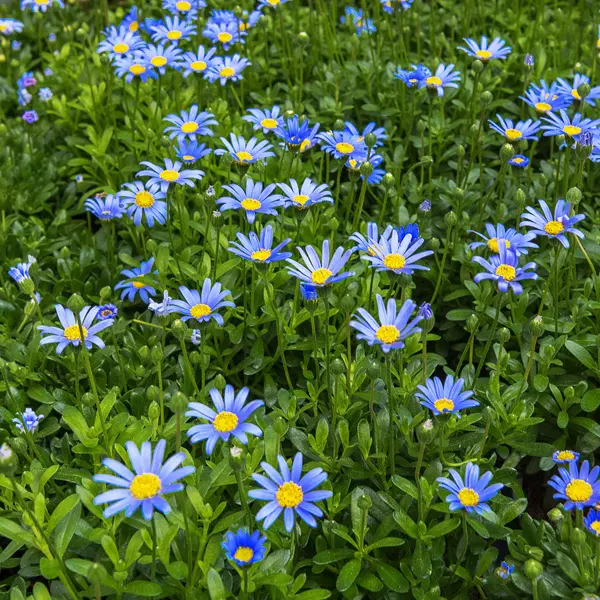 Felicia Forever Blue