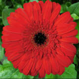Gerbera Ankur Plagerank - Garden Express Australia