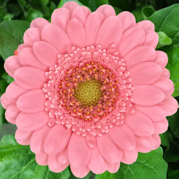 Gerbera Bari Gerbera Bari