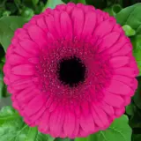 Gerbera Cleopatra Plagercle - Garden Express Australia
