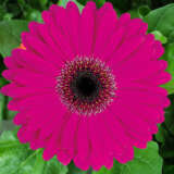 Gerbera Malibu Plagermal - Garden Express Australia