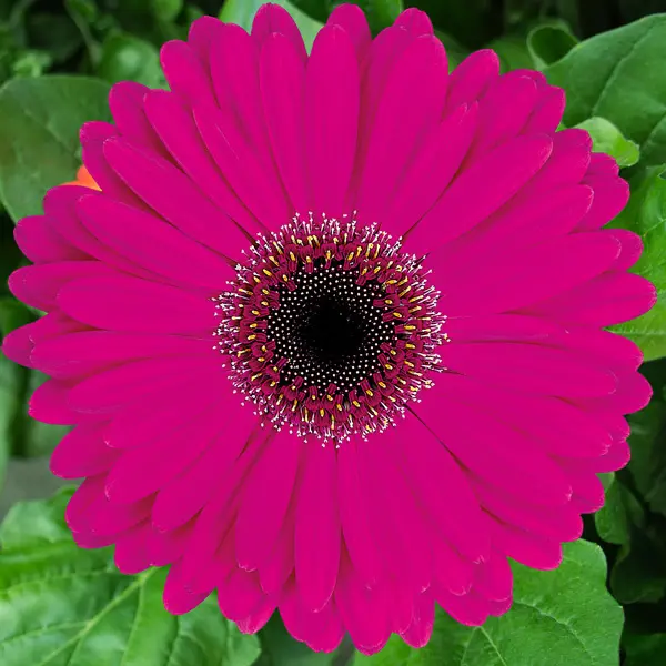 Gerbera Malibu