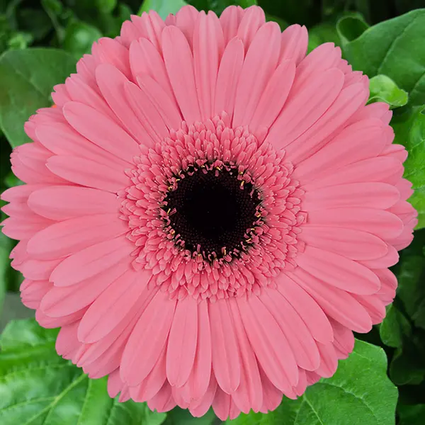 Gerbera Pre Intenzz