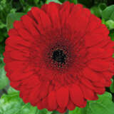 Gerbera Stanza Plagersta - Garden Express Australia