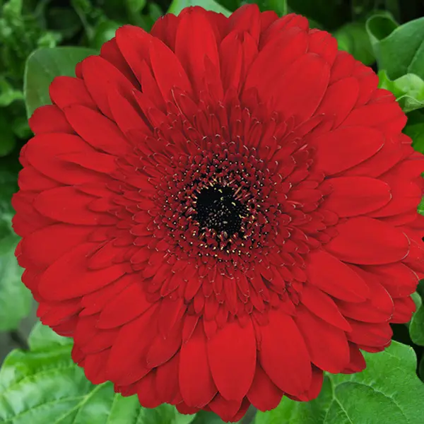 Gerbera Stanza