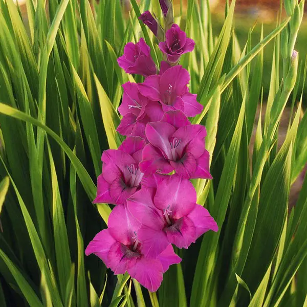 Gladioli Carlo Paars