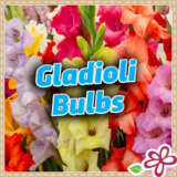 Gladioli Bulbs 2025
