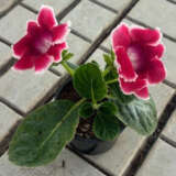 Gloxinia Special