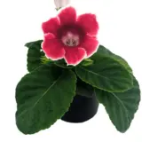 Gloxinia P10glospe - Garden Express Australia
