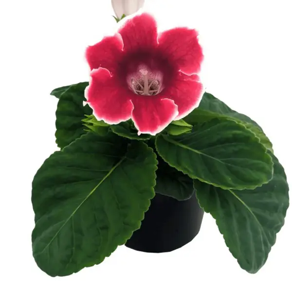 Gloxinia Special Gloxinia Special