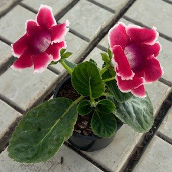 Gloxinia Special