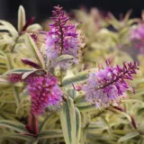 Hebe Orphan Annie Lpoheboan - Garden Express Australia