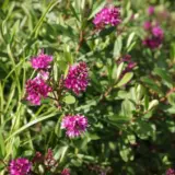 Hebe Sunset Boulevard Lpohebsbo - Garden Express Australia