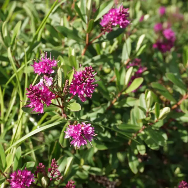 Hebe Sunset Boulevard (pbr) Hebe Sunset Boulevard (pbr)