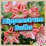 Hippeastrum Bulbs 2025