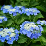 Hydrangea Nachtigall Hydrangea Nachtigall