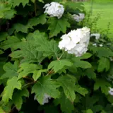 Hydrangea Snow Queen P75hydsqu - Garden Express Australia