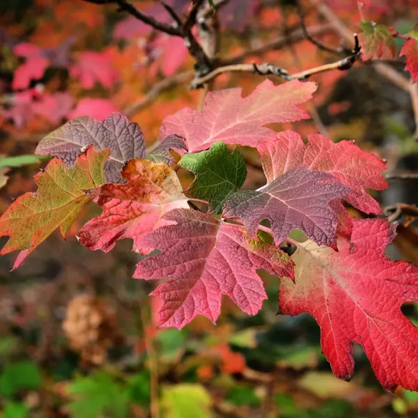 Hydrangea Snow Queen