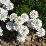 Iberis White
