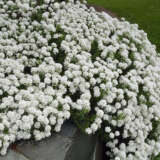 Iberis White P14ibewhi - Garden Express Australia